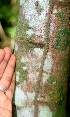  ( - BioBot01243)  @11 [ ] CreativeCommons - Attribution Non-Commercial Share-Alike (2010) Daniel H. Janzen Guanacaste Dry Forest Conservation Fund