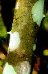  ( - BioBot01244)  @11 [ ] CreativeCommons - Attribution Non-Commercial Share-Alike (2010) Daniel H. Janzen Guanacaste Dry Forest Conservation Fund