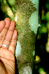  ( - BioBot01244)  @11 [ ] CreativeCommons - Attribution Non-Commercial Share-Alike (2010) Daniel H. Janzen Guanacaste Dry Forest Conservation Fund