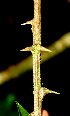  ( - BioBot01244)  @11 [ ] CreativeCommons - Attribution Non-Commercial Share-Alike (2010) Daniel H. Janzen Guanacaste Dry Forest Conservation Fund