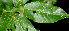  ( - BioBot01244)  @11 [ ] CreativeCommons - Attribution Non-Commercial Share-Alike (2010) Daniel H. Janzen Guanacaste Dry Forest Conservation Fund