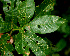  ( - BioBot01244)  @11 [ ] CreativeCommons - Attribution Non-Commercial Share-Alike (2010) Daniel H. Janzen Guanacaste Dry Forest Conservation Fund
