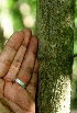  ( - BioBot01268)  @11 [ ] CreativeCommons - Attribution Non-Commercial Share-Alike (2010) Daniel H. Janzen Guanacaste Dry Forest Conservation Fund