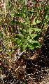  ( - BioBot01272)  @11 [ ] CreativeCommons - Attribution Non-Commercial Share-Alike (2010) Daniel H. Janzen Guanacaste Dry Forest Conservation Fund