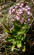  ( - BioBot01273)  @11 [ ] CreativeCommons - Attribution Non-Commercial Share-Alike (2010) Daniel H. Janzen Guanacaste Dry Forest Conservation Fund