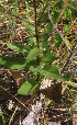  ( - BioBot01274)  @11 [ ] CreativeCommons - Attribution Non-Commercial Share-Alike (2010) Daniel H. Janzen Guanacaste Dry Forest Conservation Fund