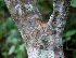  ( - BioBot01281)  @11 [ ] CreativeCommons - Attribution Non-Commercial Share-Alike (2010) Daniel H. Janzen Guanacaste Dry Forest Conservation Fund