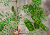  ( - BioBot01281)  @11 [ ] CreativeCommons - Attribution Non-Commercial Share-Alike (2010) Daniel H. Janzen Guanacaste Dry Forest Conservation Fund