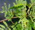  ( - BioBot01281)  @11 [ ] CreativeCommons - Attribution Non-Commercial Share-Alike (2010) Daniel H. Janzen Guanacaste Dry Forest Conservation Fund