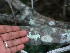  ( - BioBot01282)  @11 [ ] CreativeCommons - Attribution Non-Commercial Share-Alike (2010) Daniel H. Janzen Guanacaste Dry Forest Conservation Fund
