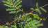  ( - BioBot01282)  @11 [ ] CreativeCommons - Attribution Non-Commercial Share-Alike (2010) Daniel H. Janzen Guanacaste Dry Forest Conservation Fund