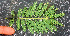  ( - BioBot01282)  @11 [ ] CreativeCommons - Attribution Non-Commercial Share-Alike (2010) Daniel H. Janzen Guanacaste Dry Forest Conservation Fund