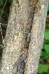  ( - BioBot01283)  @11 [ ] CreativeCommons - Attribution Non-Commercial Share-Alike (2010) Daniel H. Janzen Guanacaste Dry Forest Conservation Fund