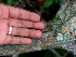  ( - BioBot01283)  @11 [ ] CreativeCommons - Attribution Non-Commercial Share-Alike (2010) Daniel H. Janzen Guanacaste Dry Forest Conservation Fund