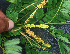  ( - BioBot01283)  @11 [ ] CreativeCommons - Attribution Non-Commercial Share-Alike (2010) Daniel H. Janzen Guanacaste Dry Forest Conservation Fund