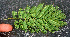  ( - BioBot01283)  @11 [ ] CreativeCommons - Attribution Non-Commercial Share-Alike (2010) Daniel H. Janzen Guanacaste Dry Forest Conservation Fund