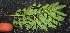  ( - BioBot01283)  @11 [ ] CreativeCommons - Attribution Non-Commercial Share-Alike (2010) Daniel H. Janzen Guanacaste Dry Forest Conservation Fund
