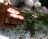  (Spondias purpurea - BioBot01294)  @11 [ ] CreativeCommons - Attribution Non-Commercial Share-Alike (2010) Daniel H. Janzen Guanacaste Dry Forest Conservation Fund