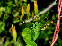  (Ipomoea pteripes - BioBot01299)  @11 [ ] CreativeCommons - Attribution Non-Commercial Share-Alike (2010) Daniel H. Janzen Guanacaste Dry Forest Conservation Fund