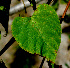  ( - BioBot01299)  @11 [ ] CreativeCommons - Attribution Non-Commercial Share-Alike (2010) Daniel H. Janzen Guanacaste Dry Forest Conservation Fund