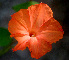  ( - BioBot01299)  @11 [ ] CreativeCommons - Attribution Non-Commercial Share-Alike (2010) Daniel H. Janzen Guanacaste Dry Forest Conservation Fund