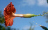  ( - BioBot01300)  @11 [ ] CreativeCommons - Attribution Non-Commercial Share-Alike (2010) Daniel H. Janzen Guanacaste Dry Forest Conservation Fund