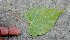  ( - BioBot01300)  @11 [ ] CreativeCommons - Attribution Non-Commercial Share-Alike (2010) Daniel H. Janzen Guanacaste Dry Forest Conservation Fund