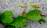  ( - BioBot01300)  @11 [ ] CreativeCommons - Attribution Non-Commercial Share-Alike (2010) Daniel H. Janzen Guanacaste Dry Forest Conservation Fund