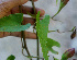  ( - BioBot01301)  @11 [ ] CreativeCommons - Attribution Non-Commercial Share-Alike (2010) Daniel H. Janzen Guanacaste Dry Forest Conservation Fund