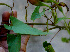  ( - BioBot01301)  @11 [ ] CreativeCommons - Attribution Non-Commercial Share-Alike (2010) Daniel H. Janzen Guanacaste Dry Forest Conservation Fund