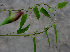 ( - BioBot01301)  @11 [ ] CreativeCommons - Attribution Non-Commercial Share-Alike (2010) Daniel H. Janzen Guanacaste Dry Forest Conservation Fund