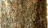  ( - BioBot01308)  @11 [ ] CreativeCommons - Attribution Non-Commercial Share-Alike (2010) Daniel H. Janzen Guanacaste Dry Forest Conservation Fund