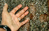  ( - BioBot01308)  @11 [ ] CreativeCommons - Attribution Non-Commercial Share-Alike (2010) Daniel H. Janzen Guanacaste Dry Forest Conservation Fund