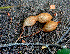  ( - BioBot01308)  @11 [ ] CreativeCommons - Attribution Non-Commercial Share-Alike (2010) Daniel H. Janzen Guanacaste Dry Forest Conservation Fund