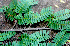  ( - BioBot01308)  @11 [ ] CreativeCommons - Attribution Non-Commercial Share-Alike (2010) Daniel H. Janzen Guanacaste Dry Forest Conservation Fund