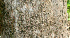  ( - BioBot01309)  @11 [ ] CreativeCommons - Attribution Non-Commercial Share-Alike (2010) Daniel H. Janzen Guanacaste Dry Forest Conservation Fund