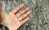  ( - BioBot01309)  @11 [ ] CreativeCommons - Attribution Non-Commercial Share-Alike (2010) Daniel H. Janzen Guanacaste Dry Forest Conservation Fund