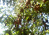  ( - BioBot01309)  @11 [ ] CreativeCommons - Attribution Non-Commercial Share-Alike (2010) Daniel H. Janzen Guanacaste Dry Forest Conservation Fund