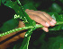  ( - BioBot01322)  @11 [ ] CreativeCommons - Attribution Non-Commercial Share-Alike (2010) Daniel H. Janzen Guanacaste Dry Forest Conservation Fund