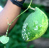  ( - BioBot01324)  @11 [ ] CreativeCommons - Attribution Non-Commercial Share-Alike (2010) Daniel H. Janzen Guanacaste Dry Forest Conservation Fund