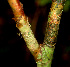  (Roupala - BioBot01331)  @11 [ ] CreativeCommons - Attribution Non-Commercial Share-Alike (2010) Daniel H. Janzen Guanacaste Dry Forest Conservation Fund