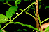  ( - BioBot01331)  @11 [ ] CreativeCommons - Attribution Non-Commercial Share-Alike (2010) Daniel H. Janzen Guanacaste Dry Forest Conservation Fund