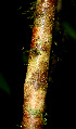  ( - BioBot01332)  @11 [ ] CreativeCommons - Attribution Non-Commercial Share-Alike (2010) Daniel H. Janzen Guanacaste Dry Forest Conservation Fund