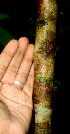  ( - BioBot01332)  @11 [ ] CreativeCommons - Attribution Non-Commercial Share-Alike (2010) Daniel H. Janzen Guanacaste Dry Forest Conservation Fund