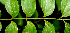  ( - BioBot01332)  @11 [ ] CreativeCommons - Attribution Non-Commercial Share-Alike (2010) Daniel H. Janzen Guanacaste Dry Forest Conservation Fund