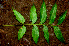  ( - BioBot01332)  @11 [ ] CreativeCommons - Attribution Non-Commercial Share-Alike (2010) Daniel H. Janzen Guanacaste Dry Forest Conservation Fund