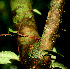  ( - BioBot01333)  @11 [ ] CreativeCommons - Attribution Non-Commercial Share-Alike (2010) Daniel H. Janzen Guanacaste Dry Forest Conservation Fund