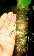 ( - BioBot01333)  @11 [ ] CreativeCommons - Attribution Non-Commercial Share-Alike (2010) Daniel H. Janzen Guanacaste Dry Forest Conservation Fund