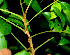  ( - BioBot01333)  @11 [ ] CreativeCommons - Attribution Non-Commercial Share-Alike (2010) Daniel H. Janzen Guanacaste Dry Forest Conservation Fund