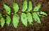  ( - BioBot01333)  @11 [ ] CreativeCommons - Attribution Non-Commercial Share-Alike (2010) Daniel H. Janzen Guanacaste Dry Forest Conservation Fund